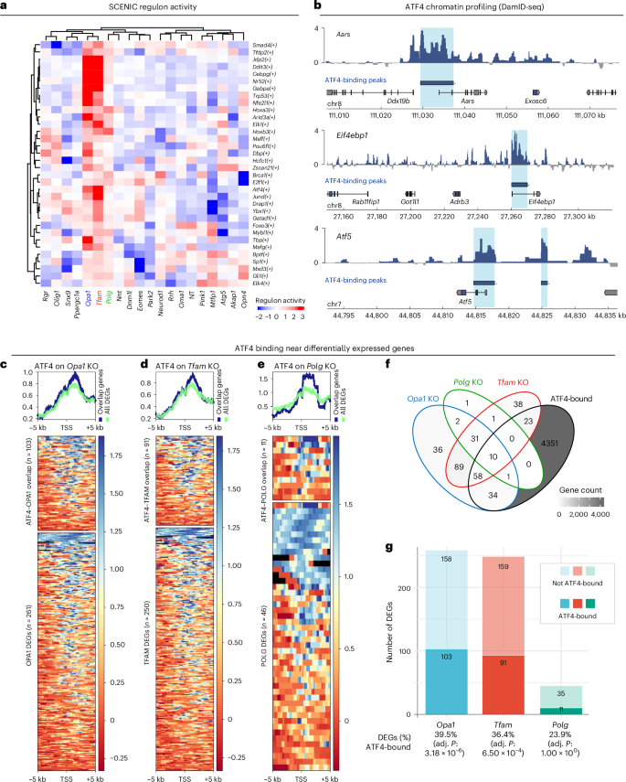 Fig. 4: ATF4 only partially contributes to the response to mtDNA depletion.