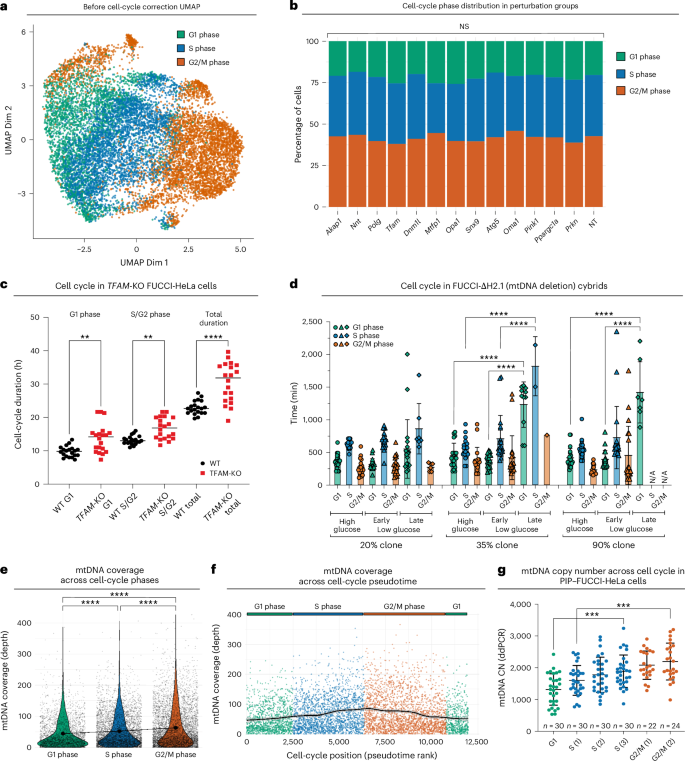 Fig. 5: mtDNA depletion delays cell-cycle progression and relaxed replication.