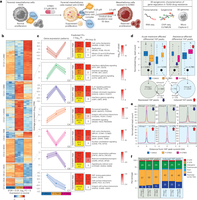 Fig. 1: Transcriptomic and epigenomic restoration in drug-resistant cancer.