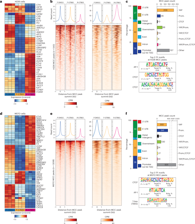 Fig. 2: RE–P interactions are disrupted in resistant cancer cells.