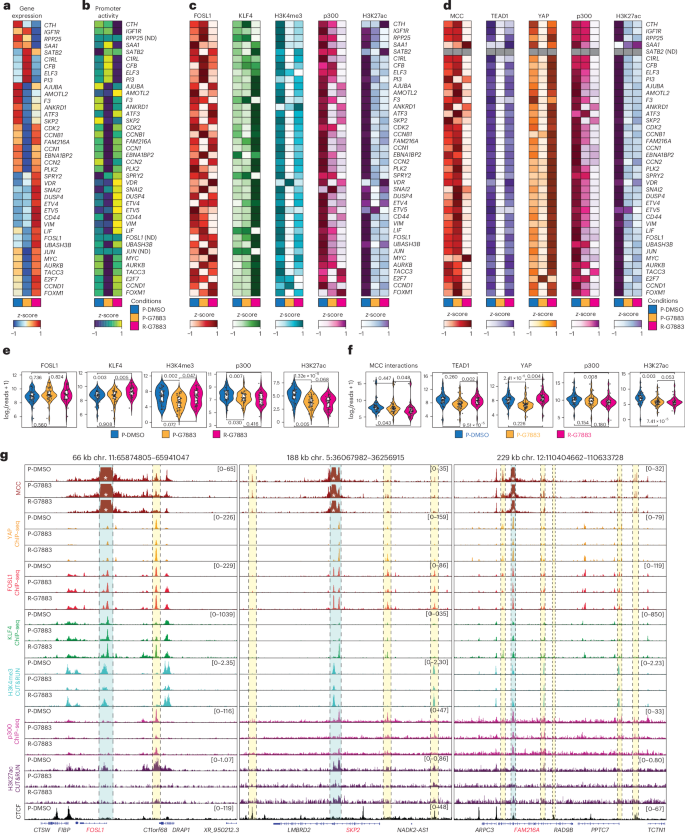 Fig. 4: Promoter activity and gene expression are restored in a dysfunctional chromatin conformation and HAT activity context.