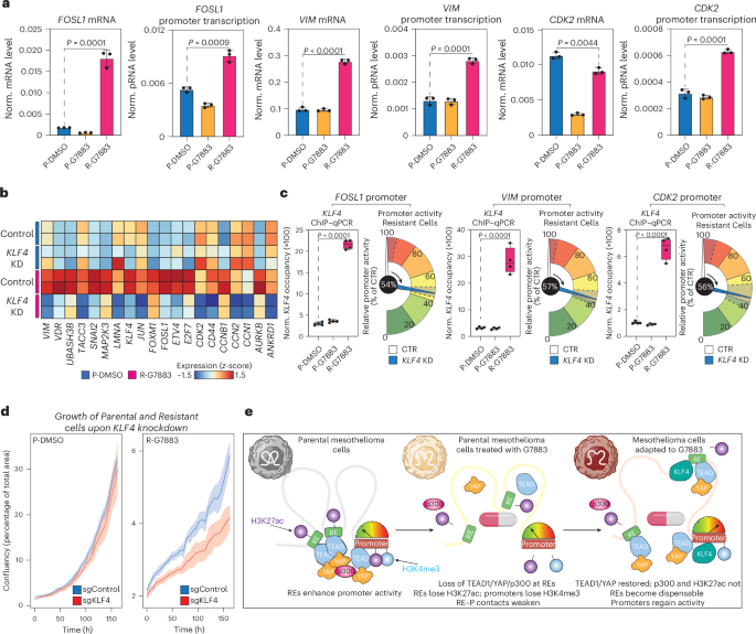 Fig. 5: KLF4 is required for promoter-centric gene regulation in resistant cells.