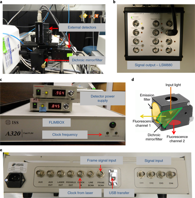 Fit Free Analysis Of Fluorescence Lifetime Imaging Data Using The Phasor Approach Nature Protocols