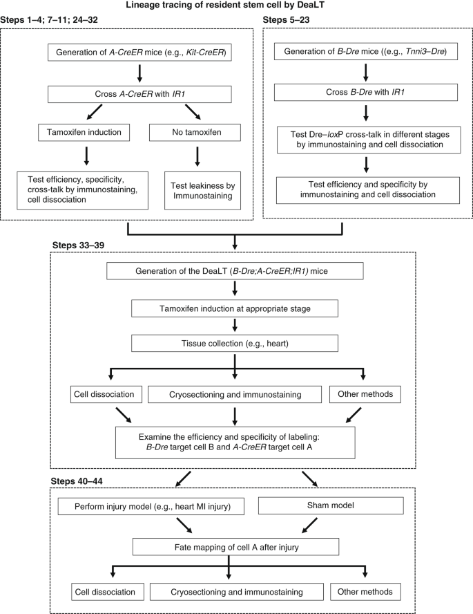 Genetic lineage tracing of resident stem cells by DeaLT | Nature Protocols