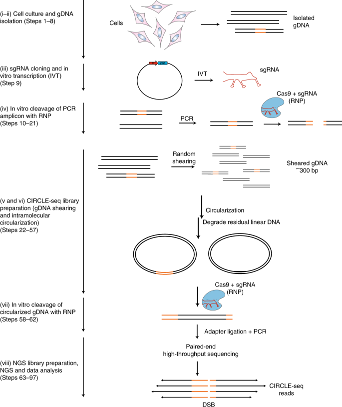 Defining Crispr Cas9 Genome Wide Nuclease Activities With Circle Seq Nature Protocols