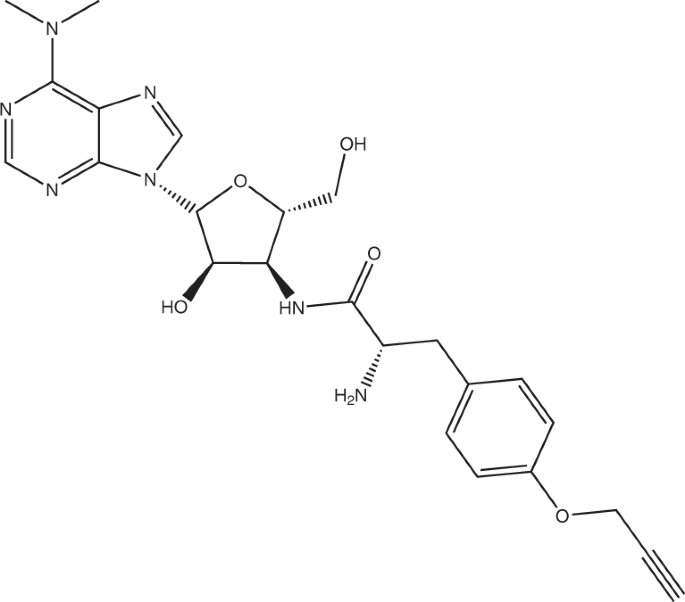 Cell Type Specific Quantification Of Protein Synthesis In Vivo Nature Protocols