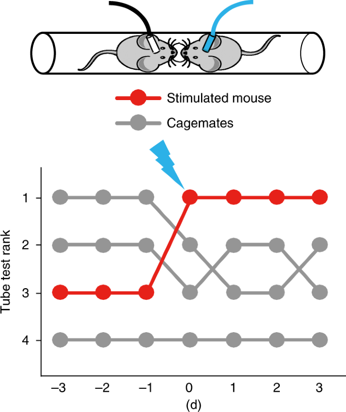 Do Rats Have A Social Hierarchy?