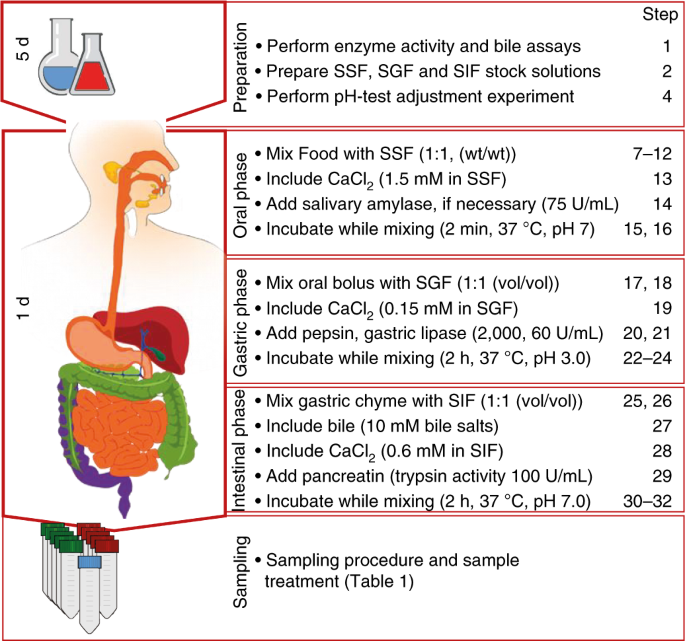 Infogest Static In Vitro Simulation Of Gastrointestinal Food Digestion Nature Protocols