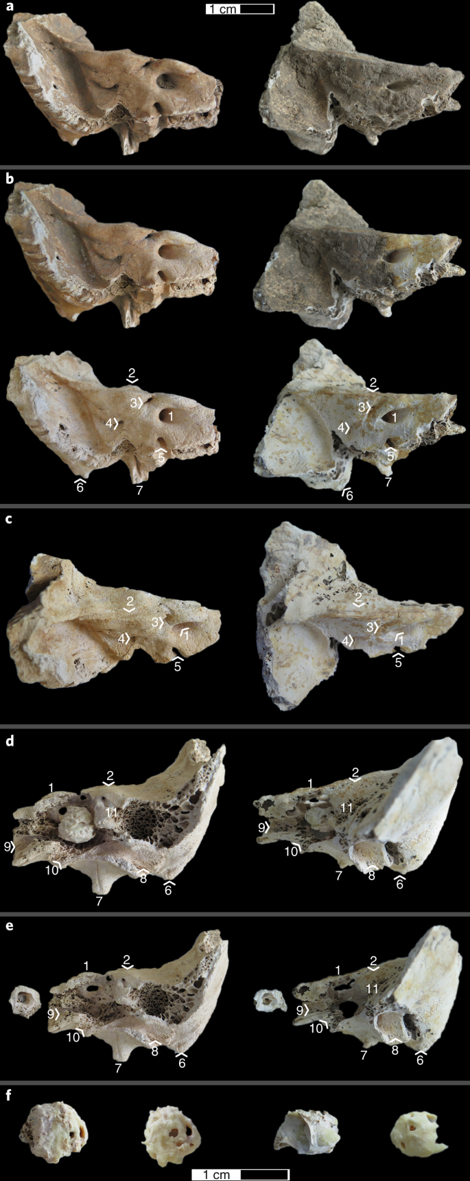 bone powder for ancient dna analysis