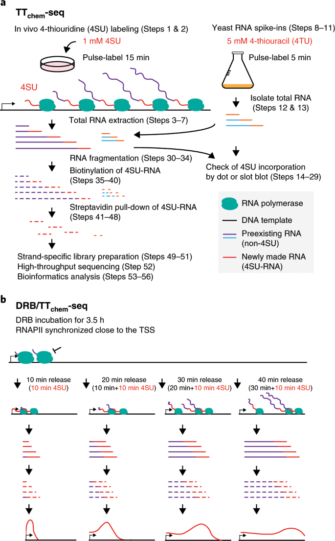 Using Ttchem Seq For Profiling Nascent Transcription And Measuring Transcript Elongation Nature Protocols