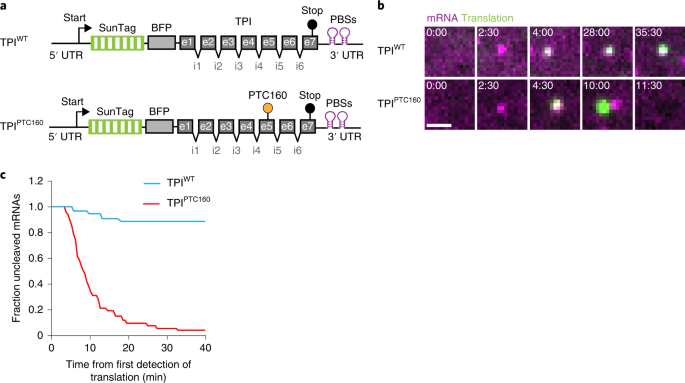 File:Anamnese und Einwilligung mRNA.pdf - Wikimedia Commons