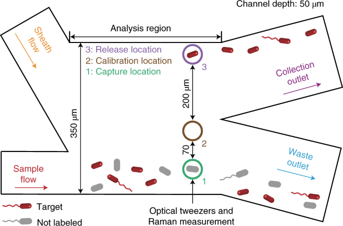 Optofluidic Raman Activated Cell Sorting For Targeted Genome Retrieval Or Cultivation Of Microbial Cells With Specific Functions Nature Protocols