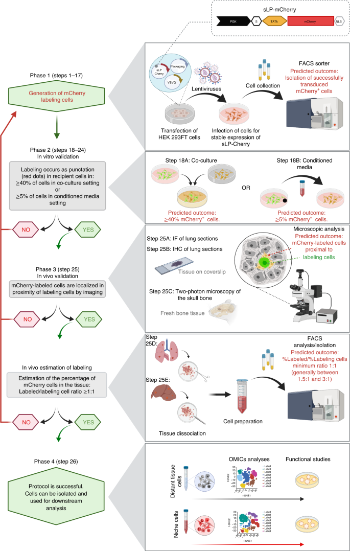 Generation Of Neighbor Labeling Cells To Study Intercellular Interactions In Vivo Nature Protocols
