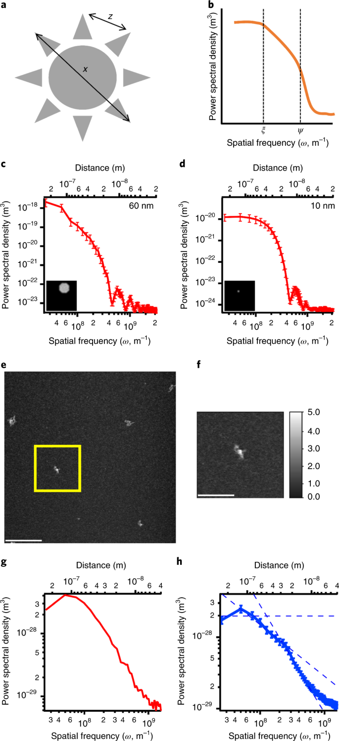 Visualizing the functional 3D shape and topography of long noncoding RNAs  by single-particle atomic force microscopy and in-solution hydrodynamic  techniques | Nature Protocols