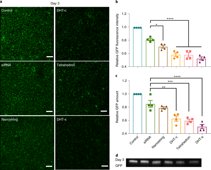 Engineering Dna Nanostructures For Sirna Delivery In Plants Nature Protocols