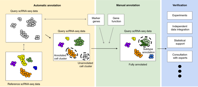 Tutorial: guidelines for annotating single-cell transcriptomic maps using  automated and manual methods | Nature Protocols