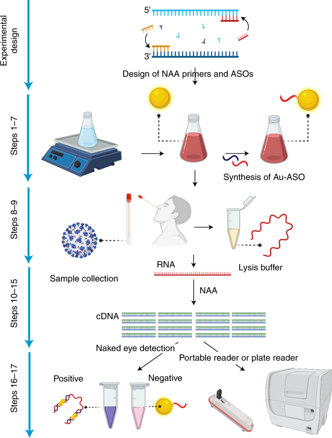 rna extraction free nano amplified colorimetric test for point of care clinical diagnosis of covid 19 nature protocols