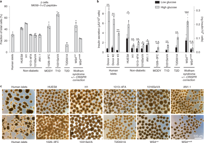 Generation of insulin-producing pancreatic β cells from multiple human stem cell  lines | Nature Protocols