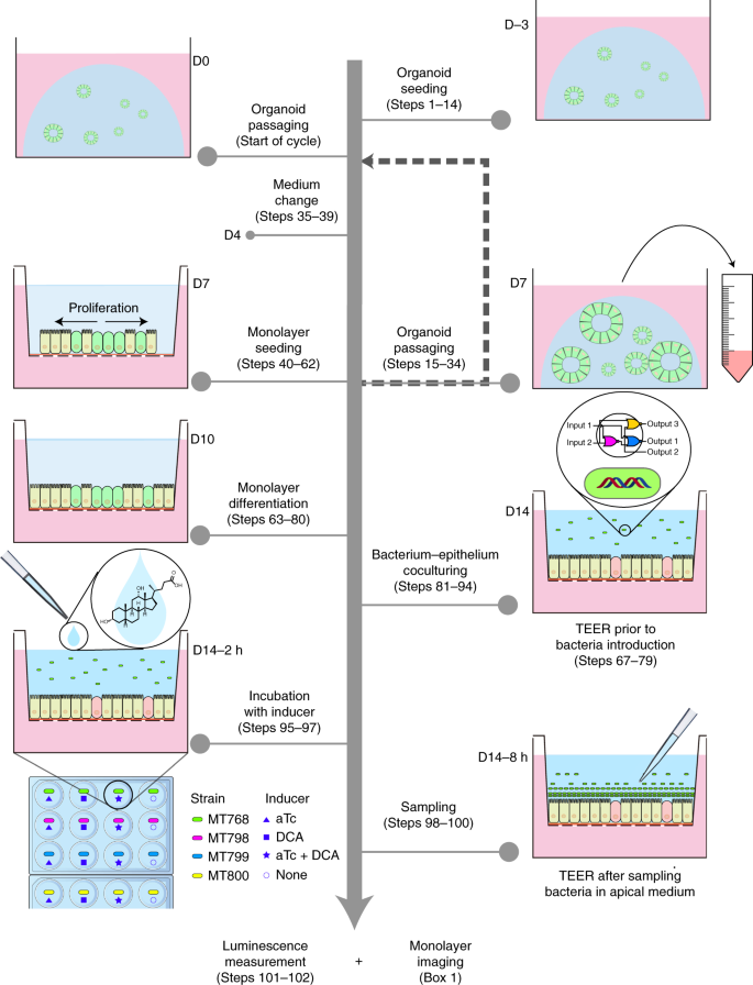 Coculture Of Primary Human Colon Monolayer With Human Gut Bacteria Nature Protocols