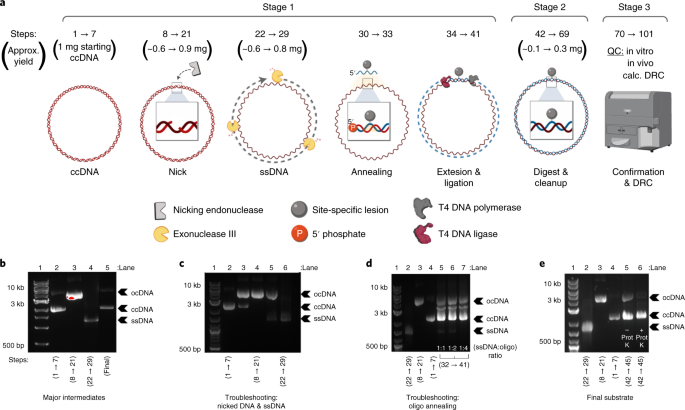large scale preparation of fluorescence multiplex host cell reactivation fm hcr reporters nature protocols