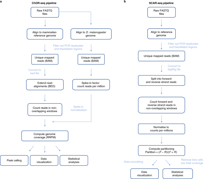 Genome Wide And Sister Chromatid Resolved Profiling Of Protein Occupancy In Replicated Chromatin With Chor Seq And Scar Seq Nature Protocols
