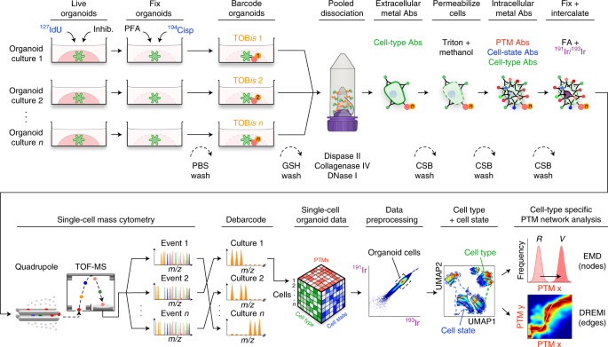 Multiplexed Single Cell Analysis Of Organoid Signaling Networks Nature Protocols