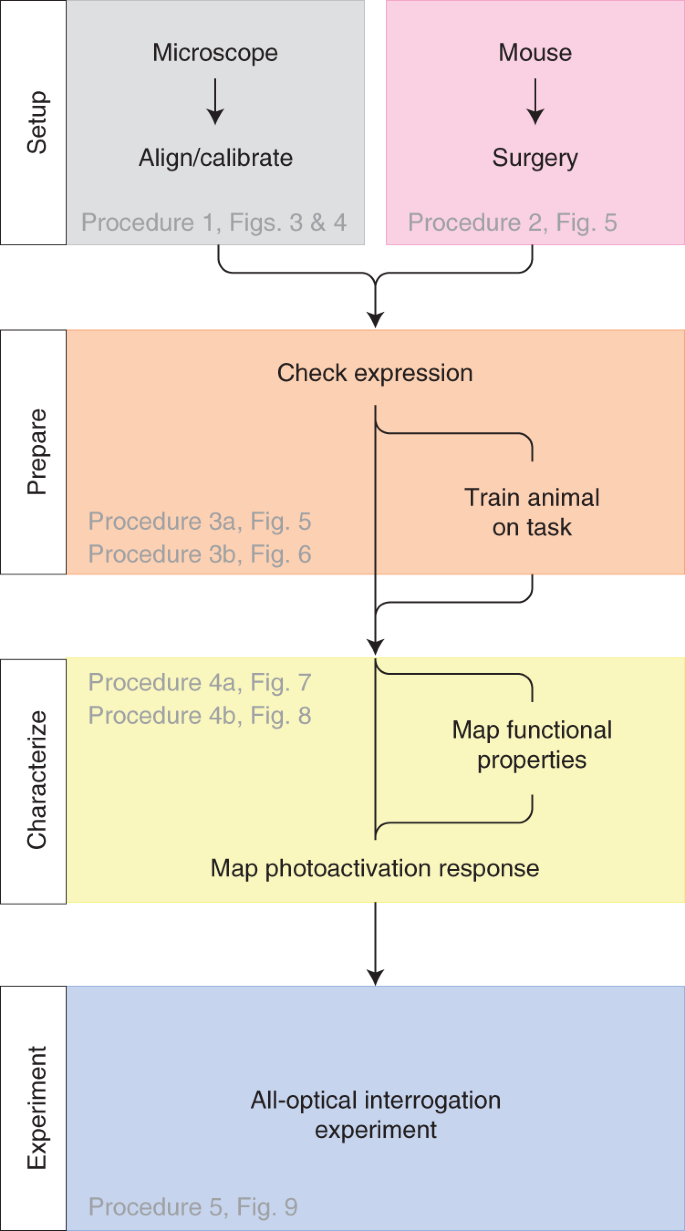All-optical interrogation of neural circuits in behaving mice | Nature  Protocols