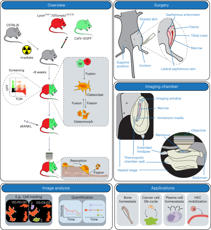 Minimally invasive longitudinal intravital imaging of cellular dynamics in  intact long bone