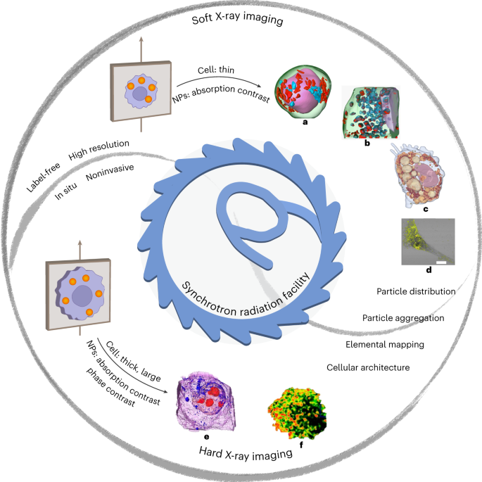 141 Acute Toxicity Symbol Images, Stock Photos, 3D objects