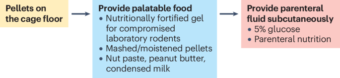 Fig. 2: A stepwise approach for providing extra water and nutrition to rodents.