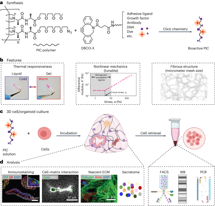 Hydrogel Overview Fibrous polyisocyanide hydrogels for 3D cell culture applications ...