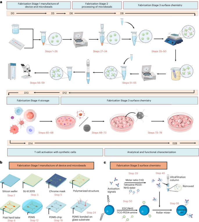 Manufacturing synthetic viscoelastic antigen-presenting cells for ...