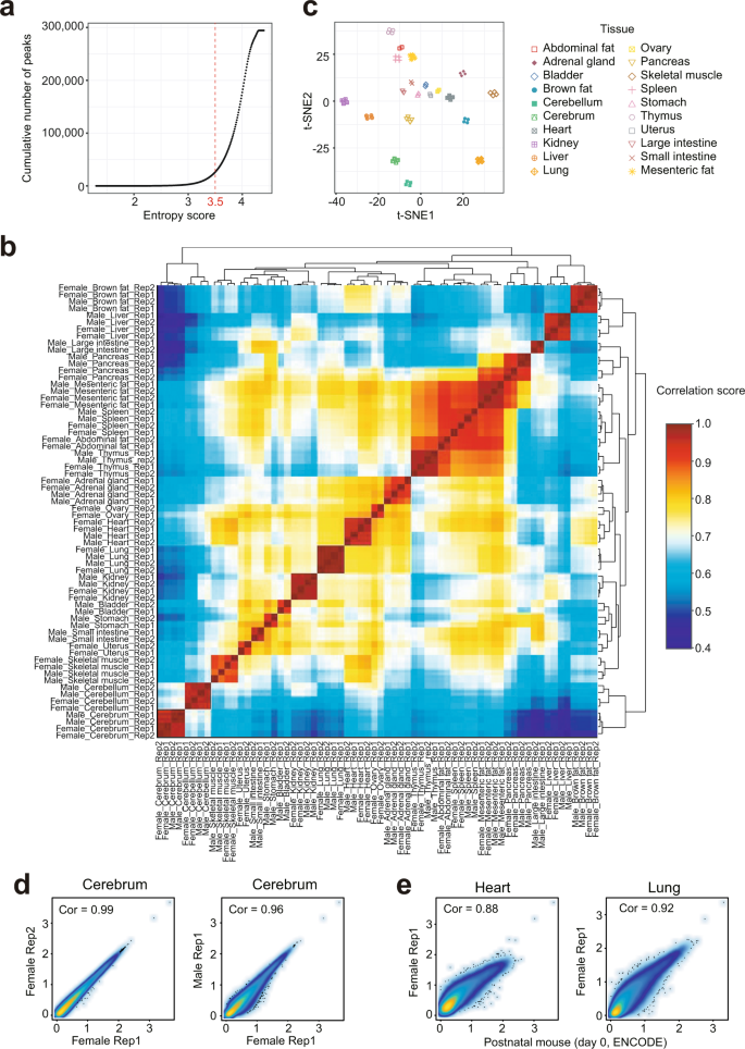 An Atac Seq Atlas Of Chromatin Accessibility In Mouse Tissues