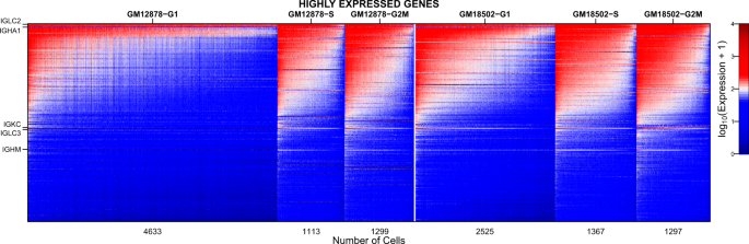 Immortalized Lymphoblastoid Cell Lines Continuous Invitro Source