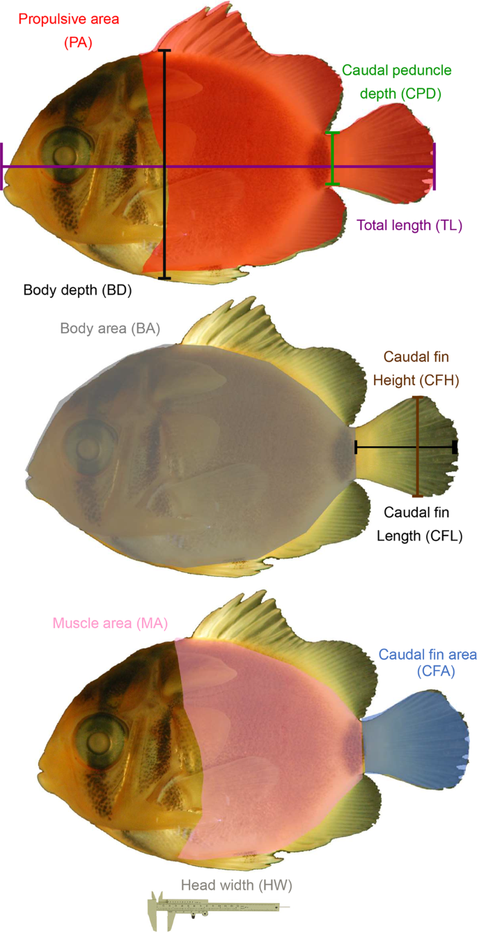 Tropical larval and juvenile fish critical swimming speed (U-crit