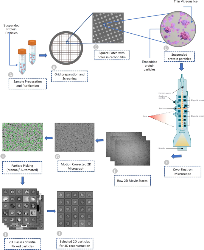 A large expert-curated cryo-EM image dataset for machine learning 