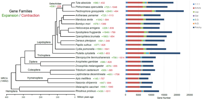 A chromosome-level genome assembly of tomato pinworm, Tuta absoluta