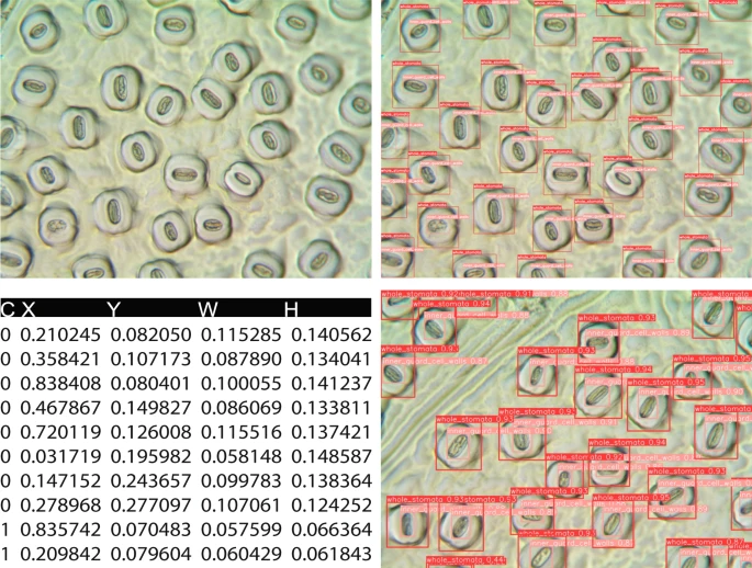 (a) The number of stomata per image of the 17 hardwood species in the dataset, (b) histogram of the number of stomata across Hardwood and Populus datasets. Dots in plot (a) indicate the mean of the stomatal density and the lines represent the range of the stomatal density. Blue dotted lines represent the percentage quantiles.