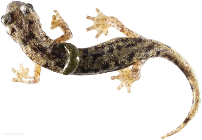https://media.springernature.com/lw685/springer-static/image/art%3A10.1038%2Fs41597-024-03555-y/MediaObjects/41597_2024_3555_Fig1_HTML.jpg?as=webp