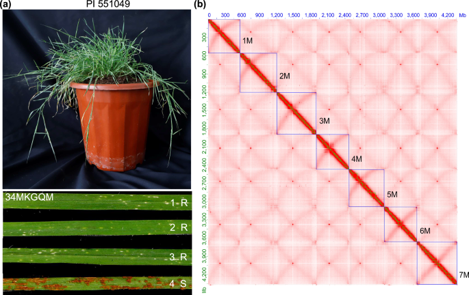 Chromosome-scale assembly and annotation of the wild wheat relative ...