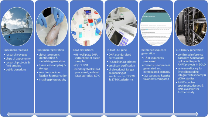 Microscopic view of fish chromosomes or genetic sequencing data