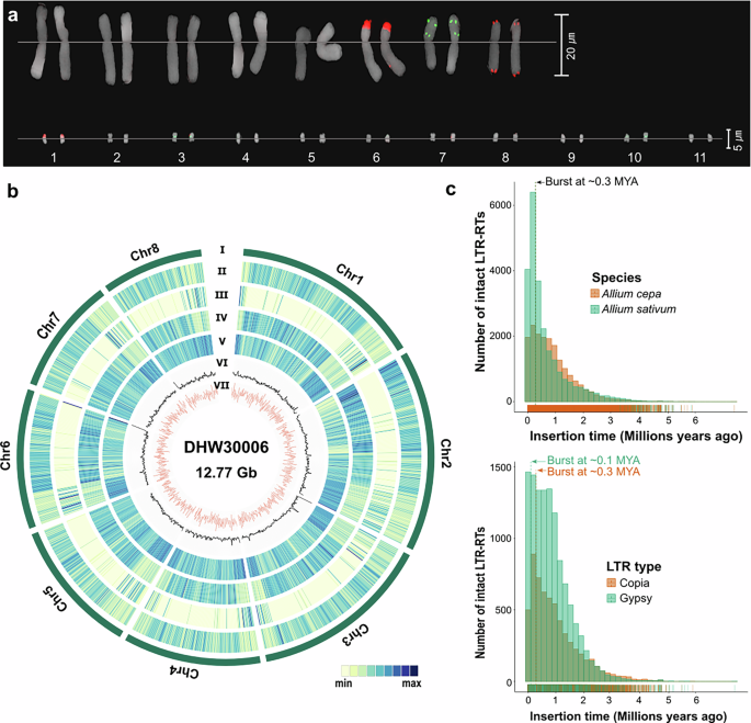 Chromosome-level genome assembly and improved annotation of onion ...