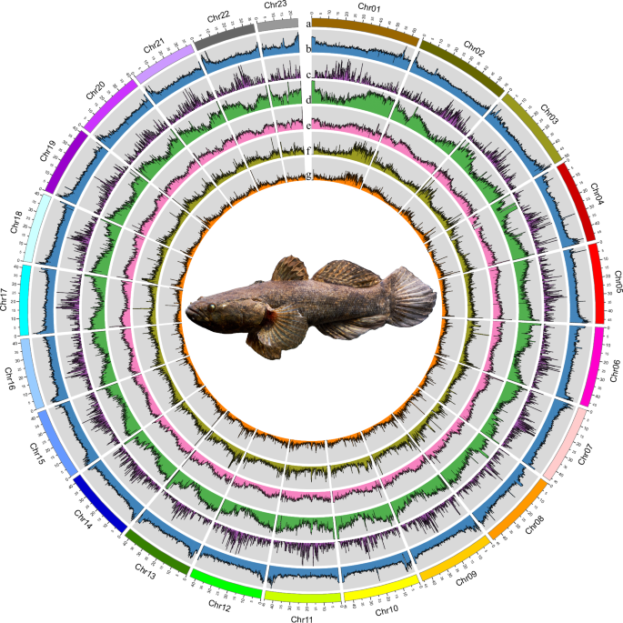 Chromosome-level genome assembly of the marble goby (Oxyeleotris ...