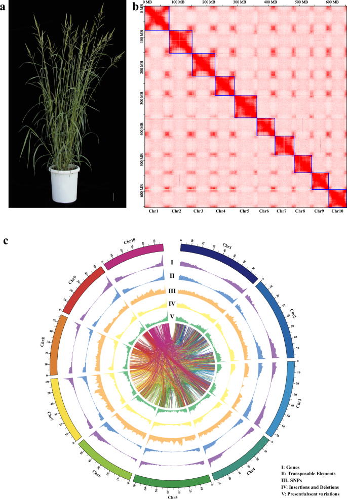 A high-quality chromosome-scale genome assembly of the wild sorghum ...