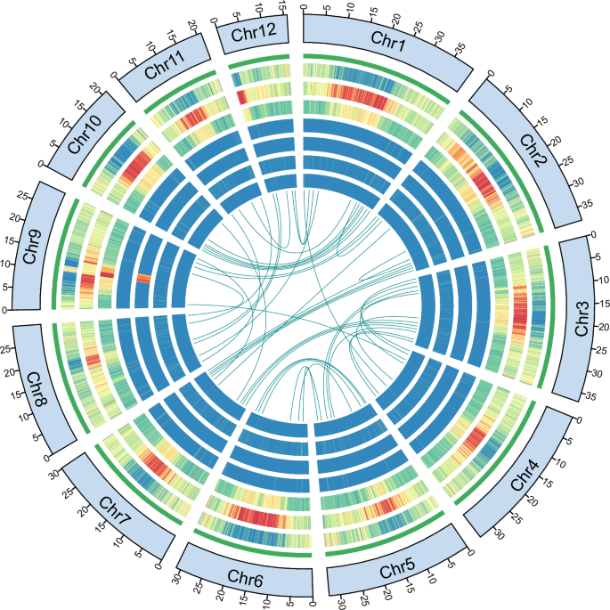 Telomere-to-telomere gapless genome assembly of Acorus tatarinowii ...