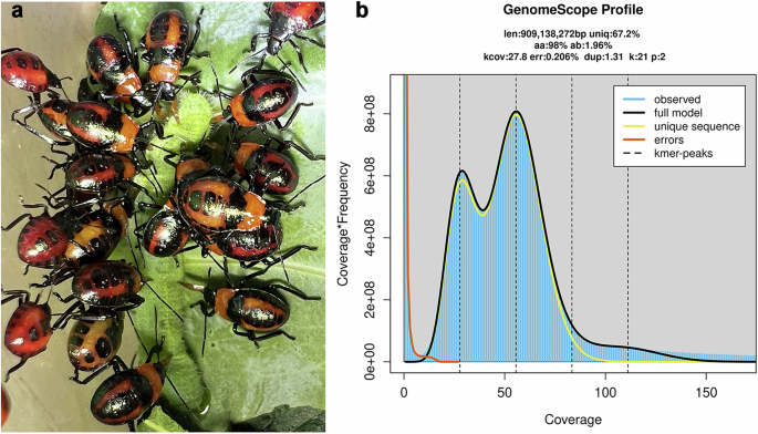 Genomics Insect Chromosome-level genome assembly of the predatory stink bug ...