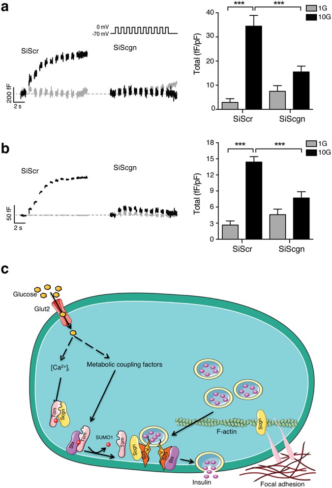 Sumoylation And Calcium Control Syntaxin 1a And Secretagogin Sequestration By Tomosyn To Regulate Insulin Exocytosis In Human Ss Cells Scientific Reports