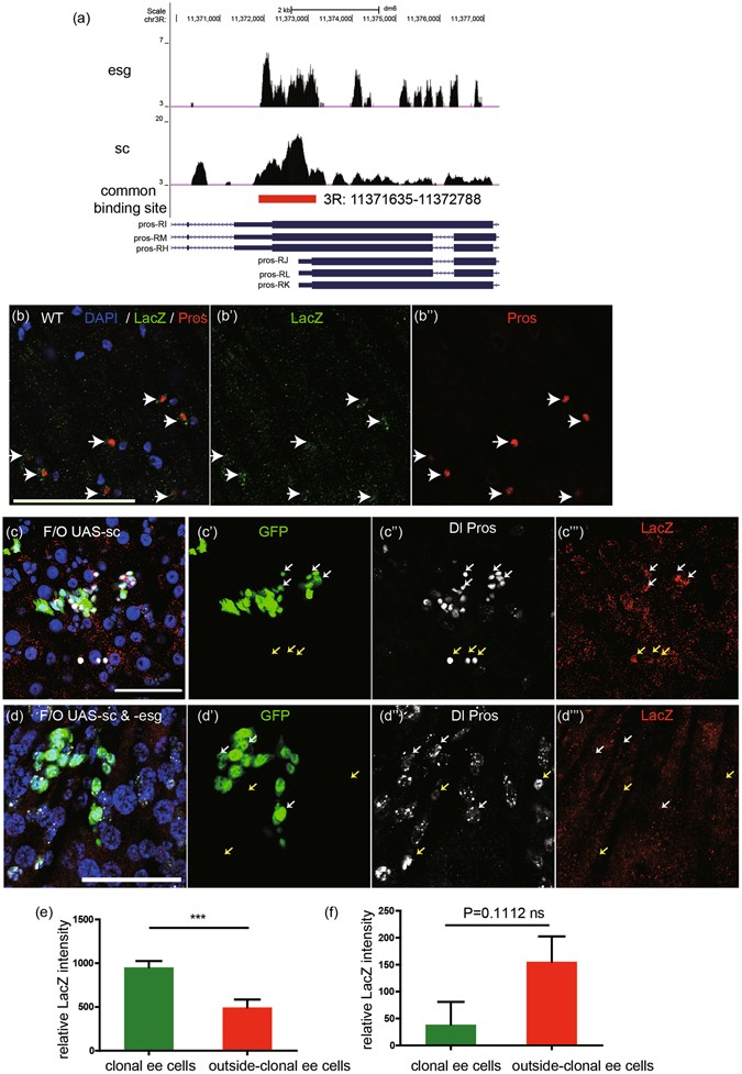 The specification and function of enteroendocrine cells in Drosophila and  mammals: a comparative review - Guo - 2022 - The FEBS Journal - Wiley  Online Library