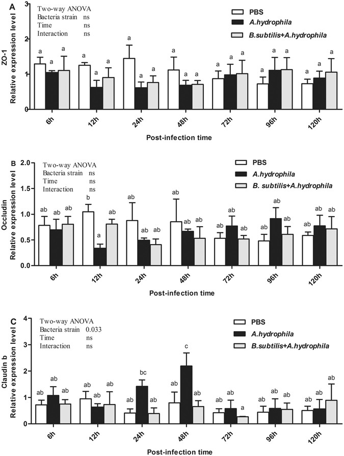 Effect of Bacillus subtilis on Aeromonas hydrophila-induced intestinal  mucosal barrier function damage and inflammation in grass carp  (Ctenopharyngodon idella) | Scientific Reports