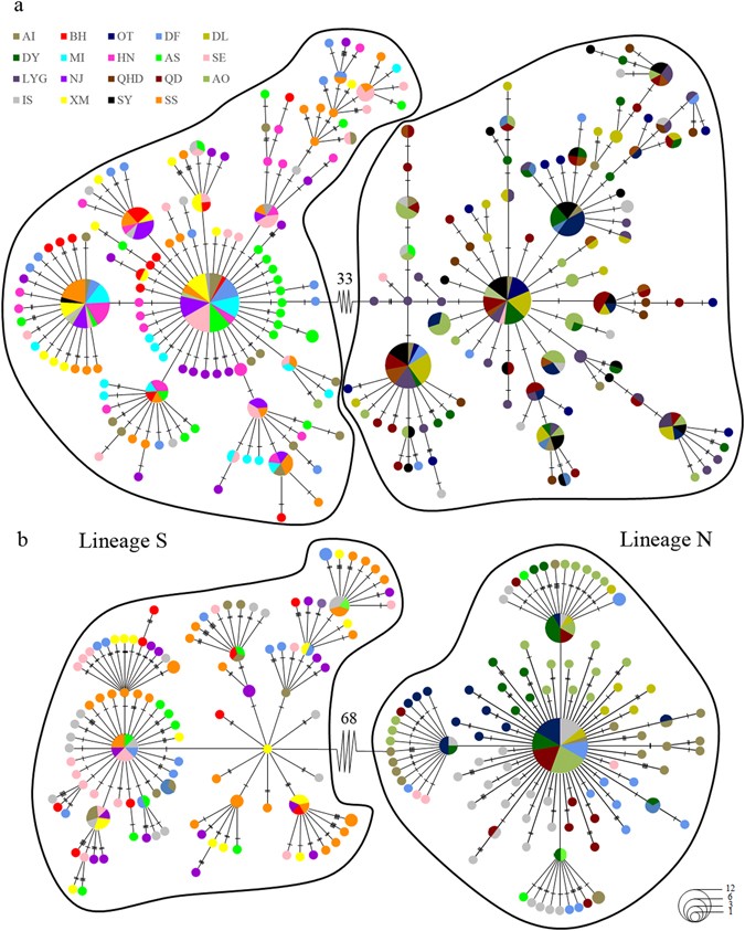 A compiled key to the recent Stomatopoda of the Indo-West Pacific region